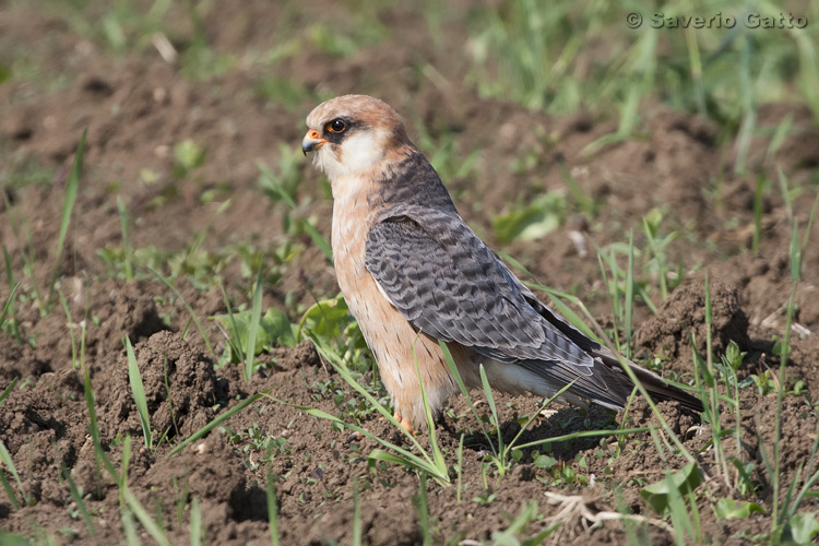 Red-footed Falcon