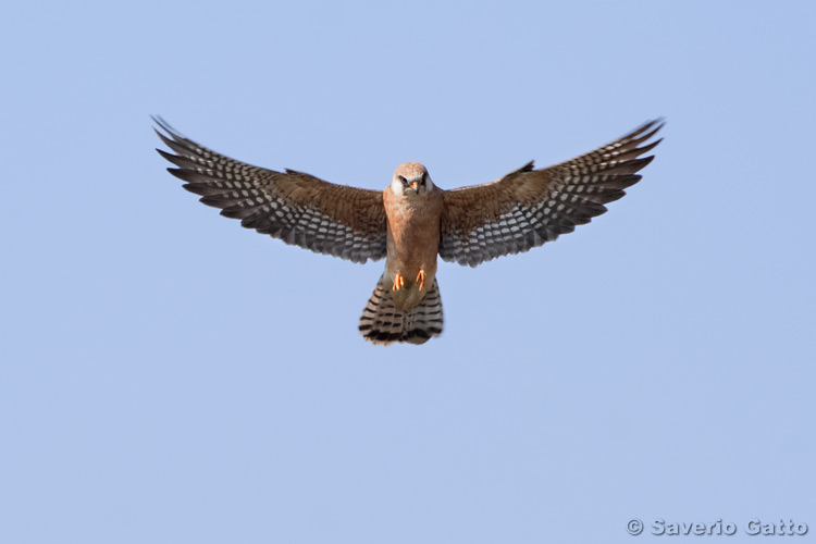 Red-footed falcon