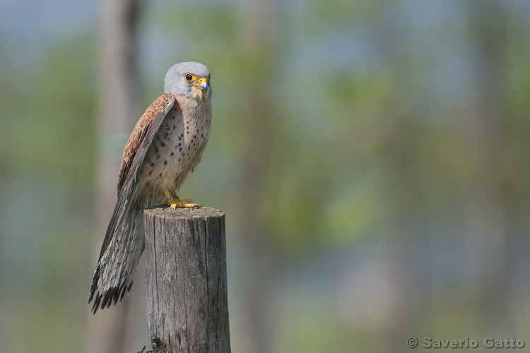 Lesser kestrel