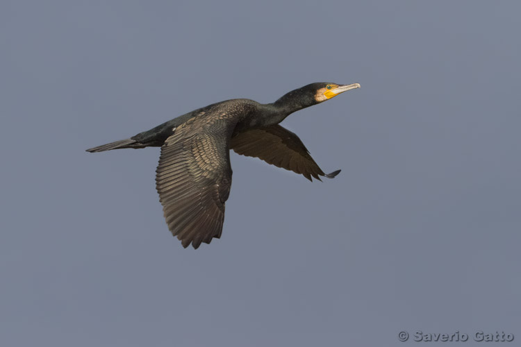 Great Cormorant