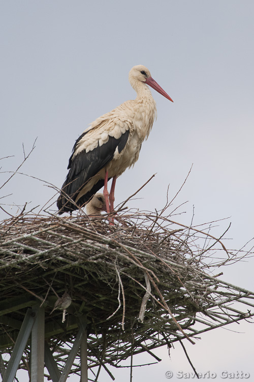 White Stork