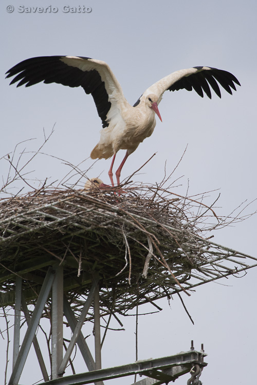 White Stork