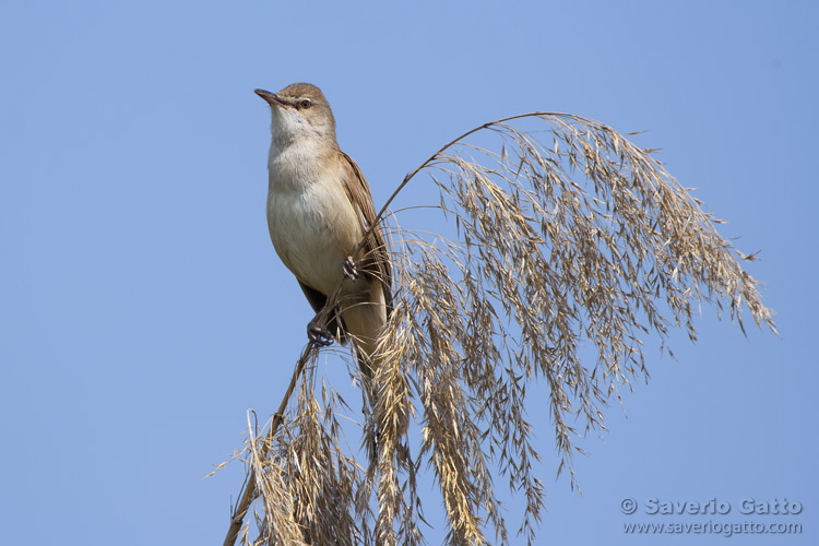 Great Reed Warbler