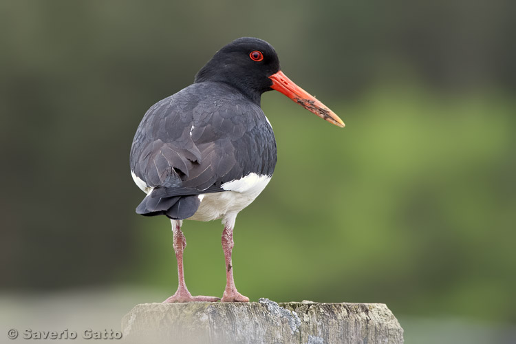 Eurasian Oystercatcher