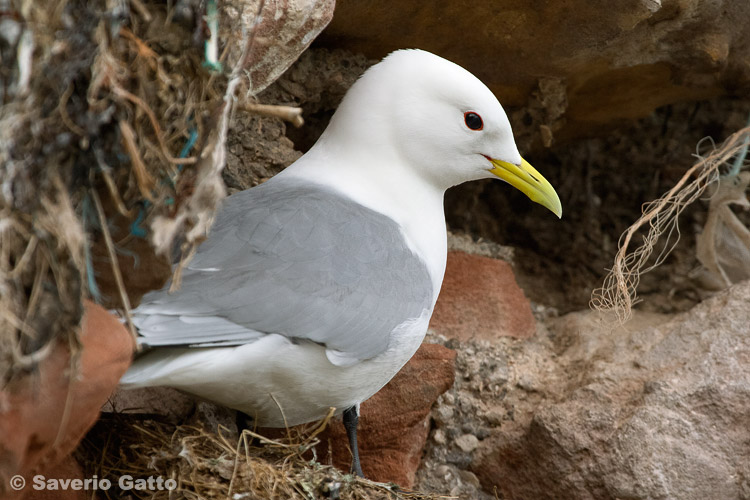 Black-legged Kittiwake