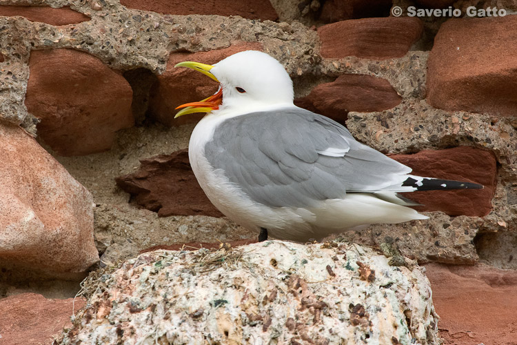 Black-legged Kittiwake