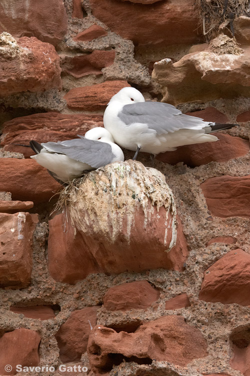 Black-legged Kittiwake