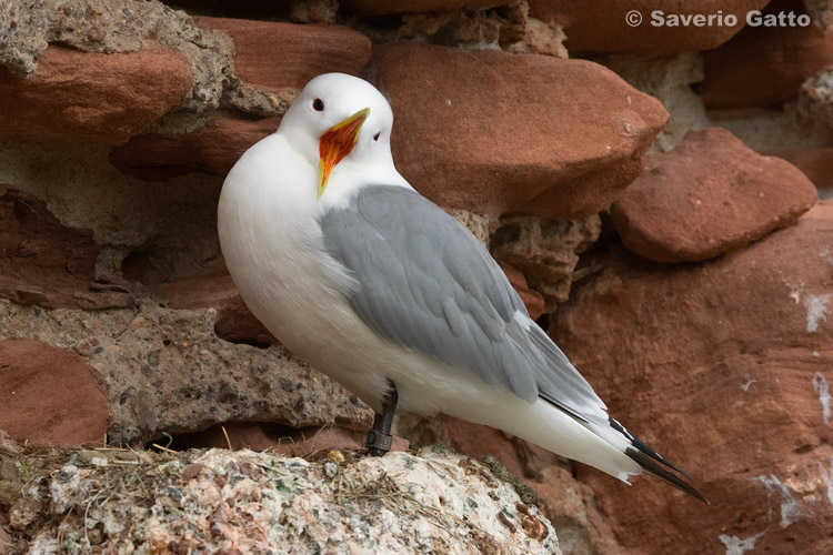 Black-legged Kittiwake