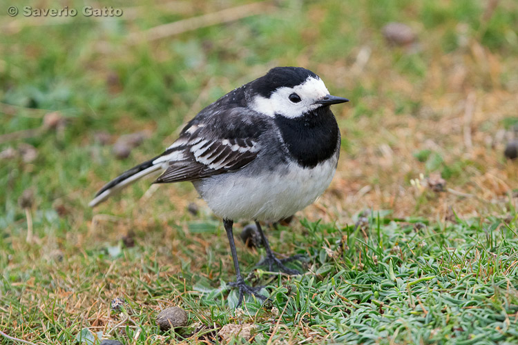 Pied Wagtail