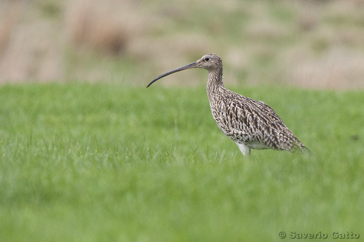 Eurasian Curlew