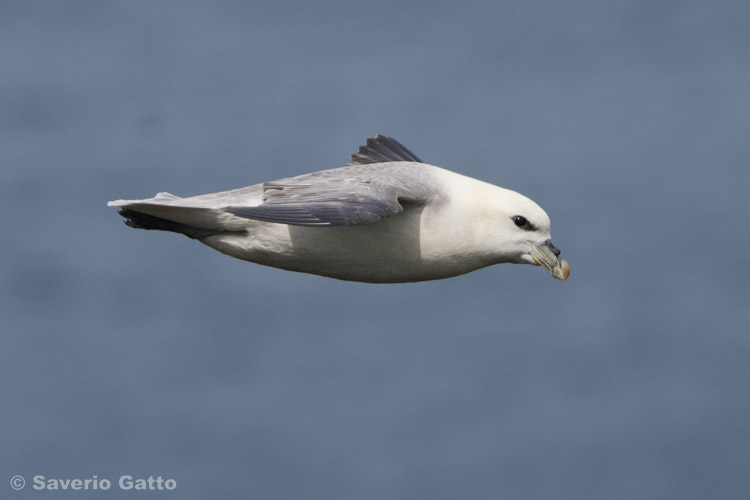 Northern Fulmar