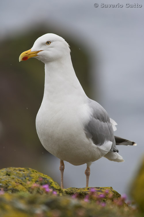 Herring Gull