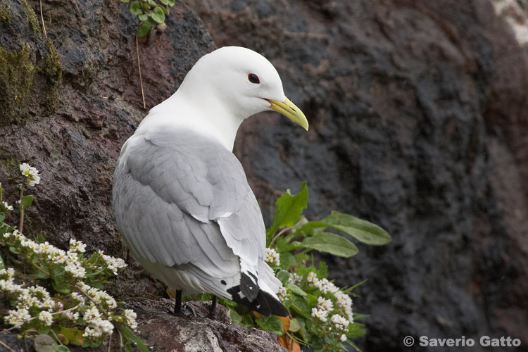 Black-legged Kittiwake