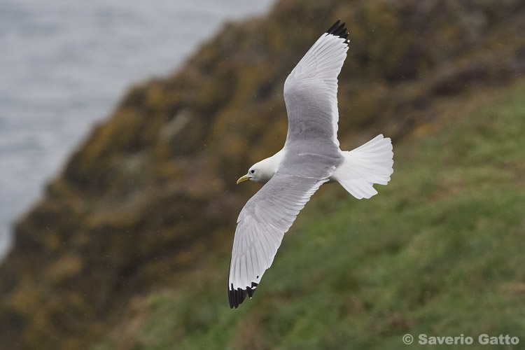 Black-legged Kittiwake