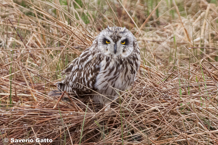 Short-eared Owl