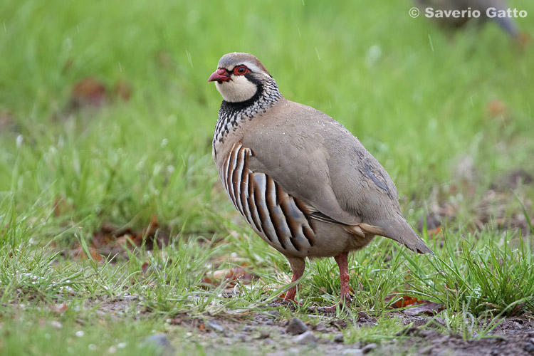 Red-legged Partridge