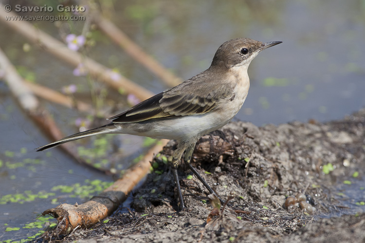 Yellow Wagtail