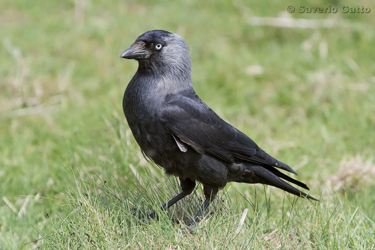 Western Jackdaw