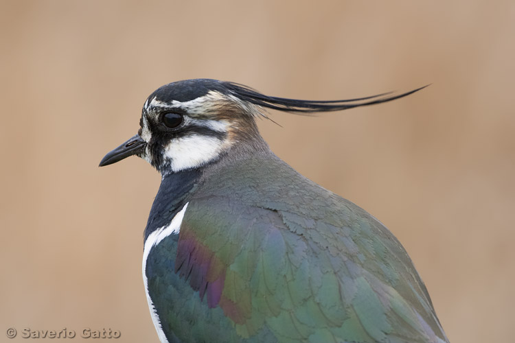 Northern Lapwing