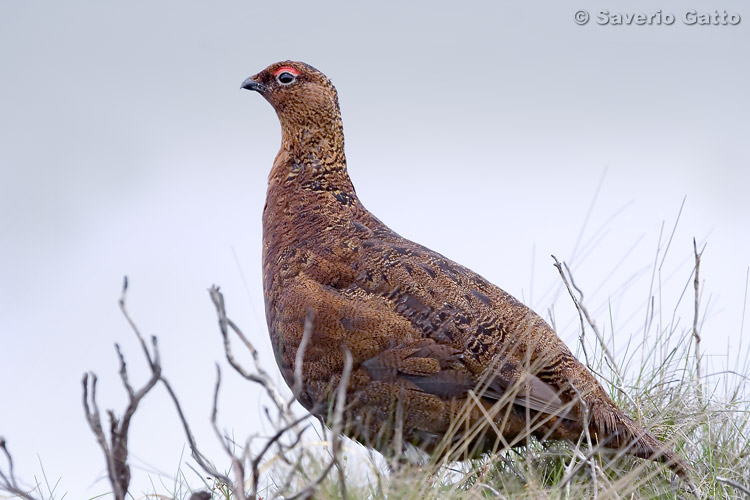 Pernice bianca nordica di Scozia