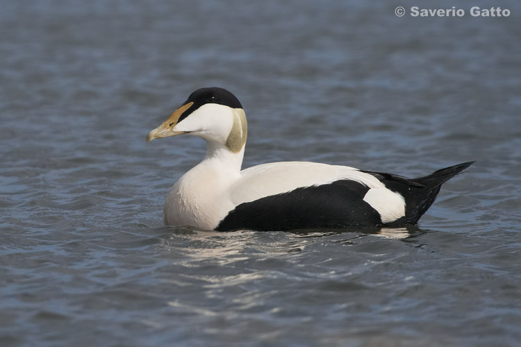 Common Eider