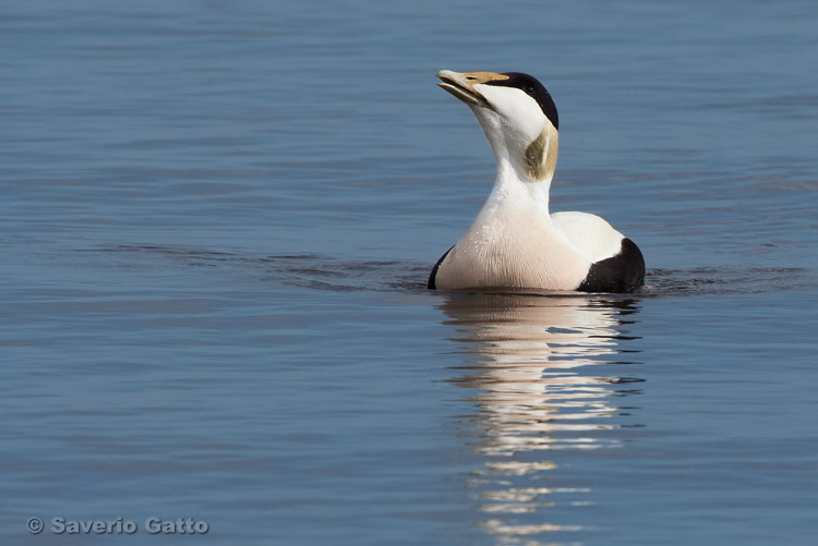 Common Eider