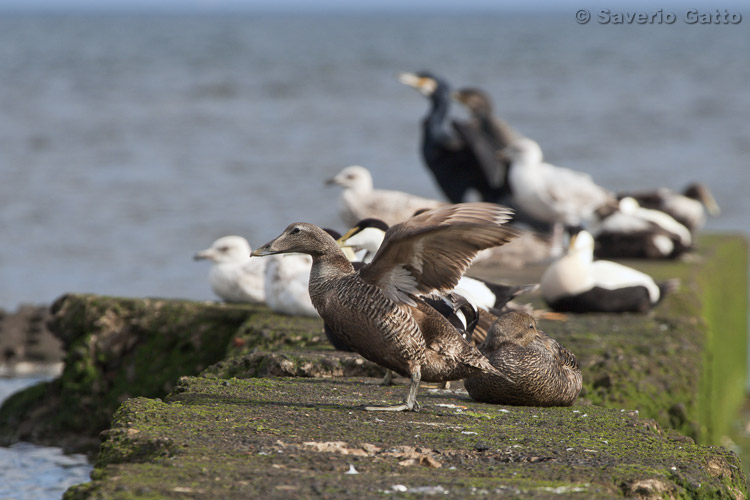 Common Eider