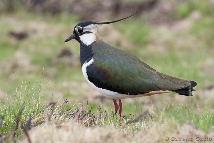 Northern Lapwing