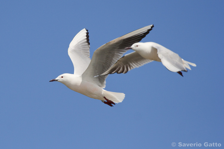 Slender-billed Gull