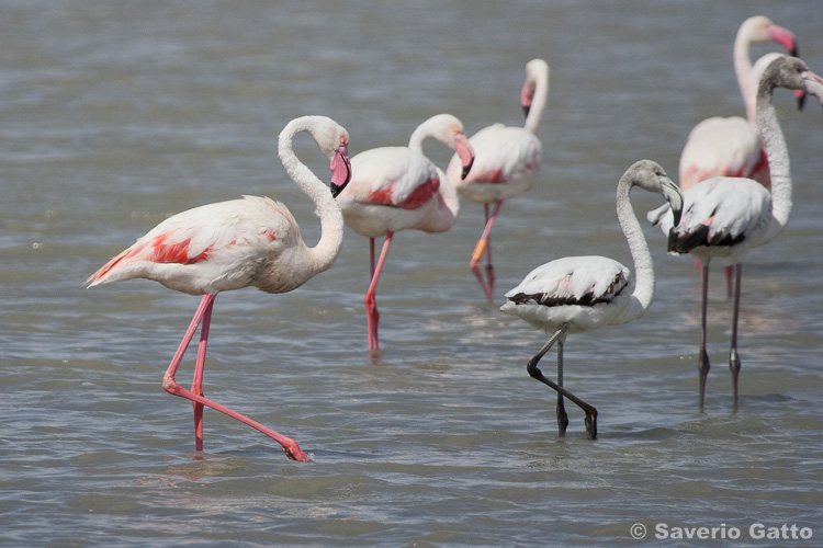 Greater Flamingo