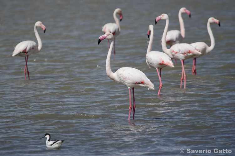 Greater Flamingo