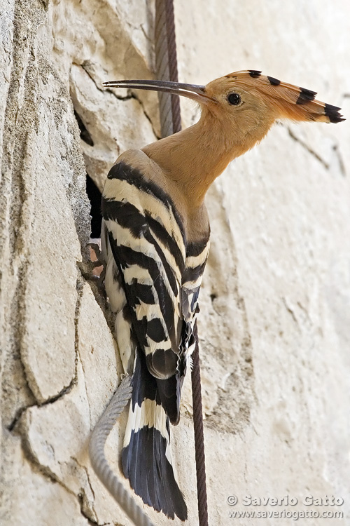 Eurasian Hoopoe