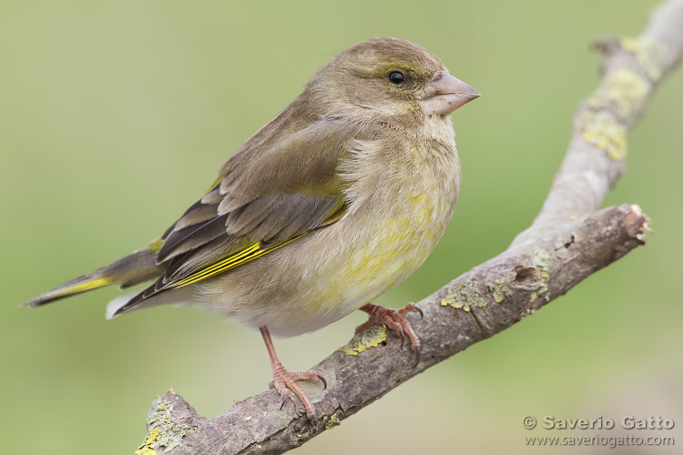 European Greenfinch