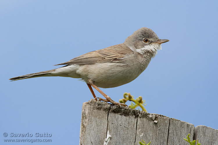 Common Whitethroat