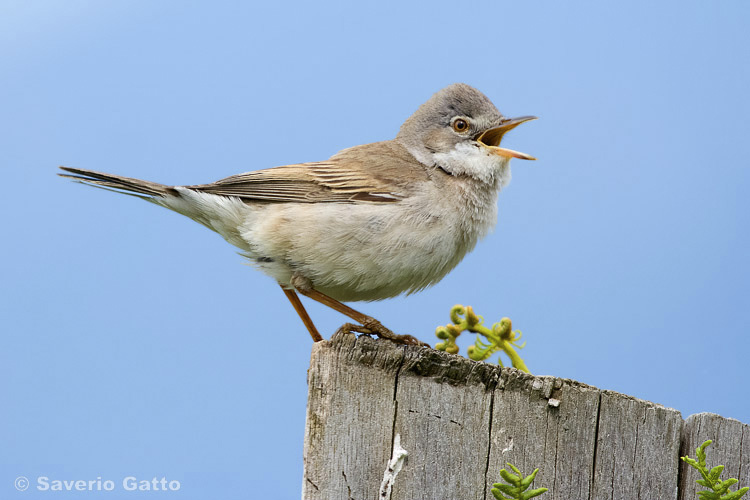 Common Whitethroat