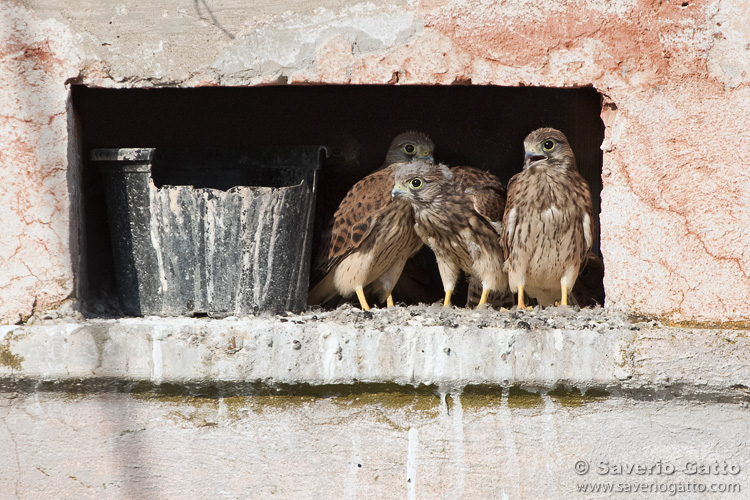 Kestrels chicks