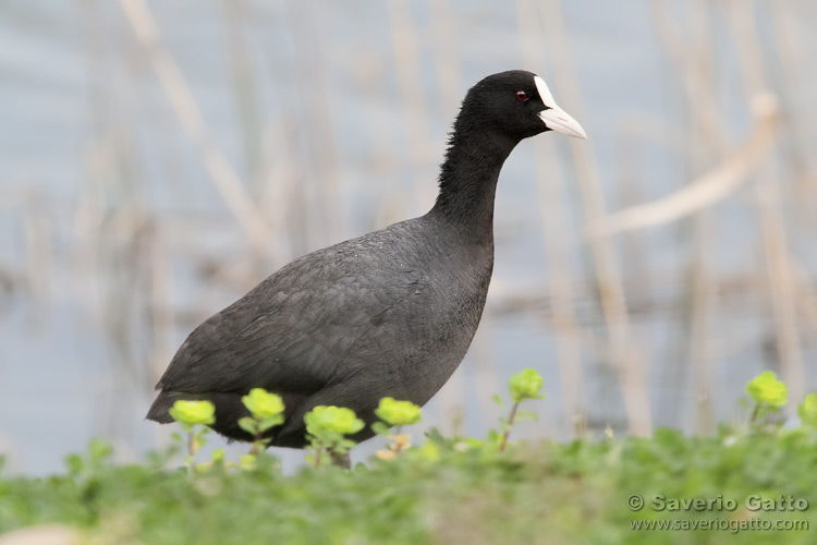 Eurasian Coot