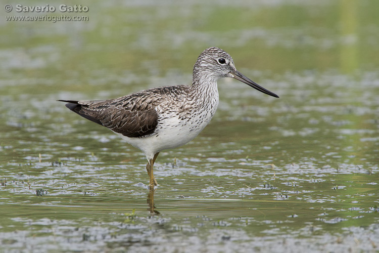 Greenshank