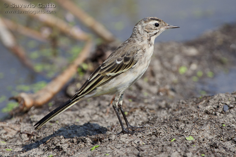 Yellow wagtail