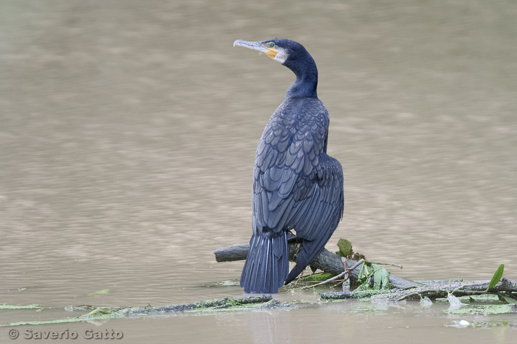 Cormorano