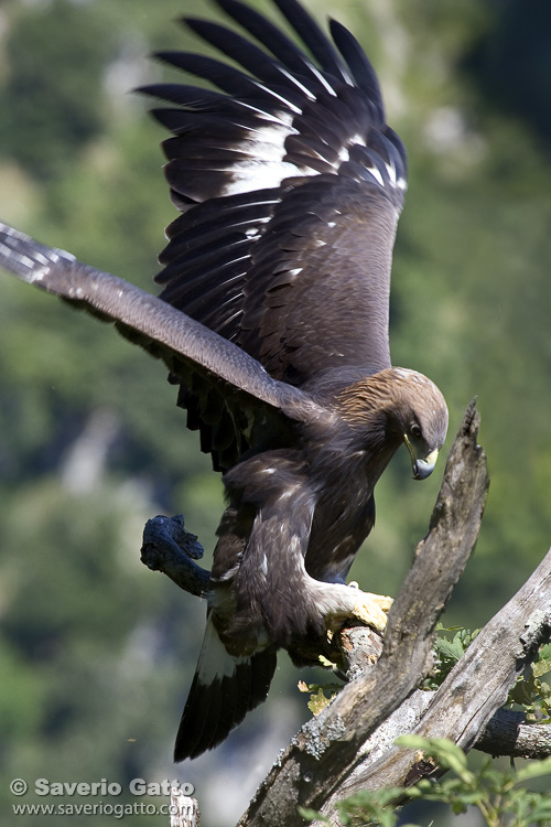 Golden Eagle