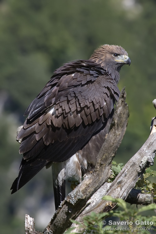 Golden Eagle