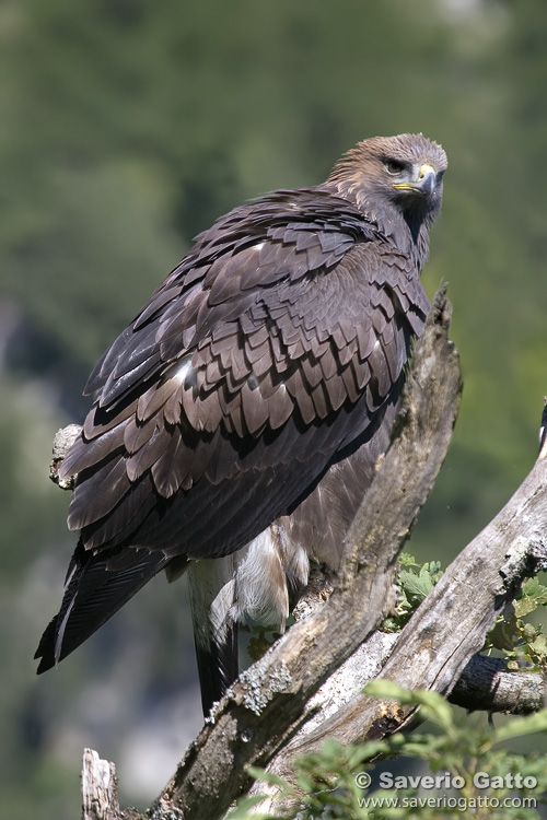 Golden Eagle