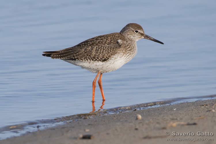 Common Redshank