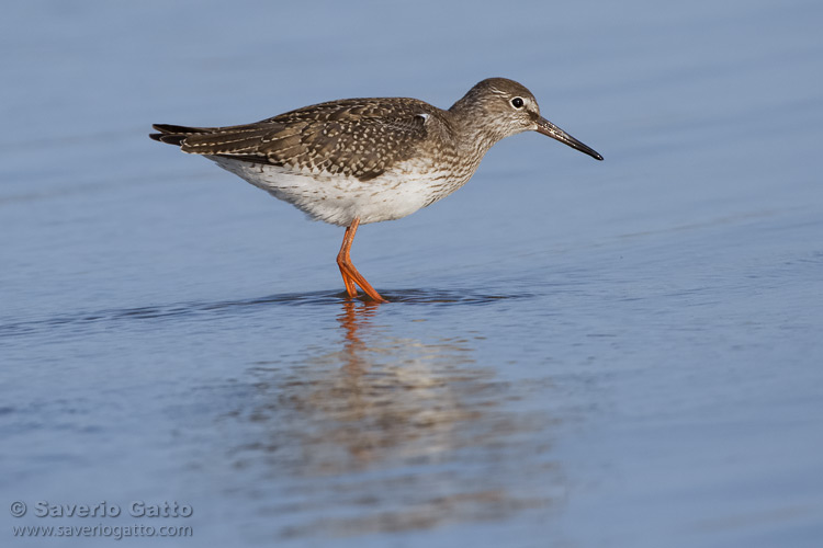 Common Redshank