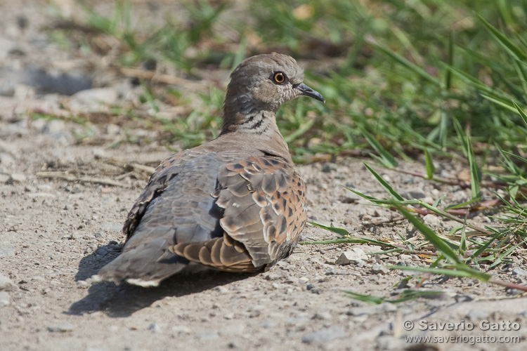 European Turtle Dove