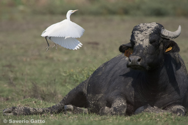 Cattle Egret