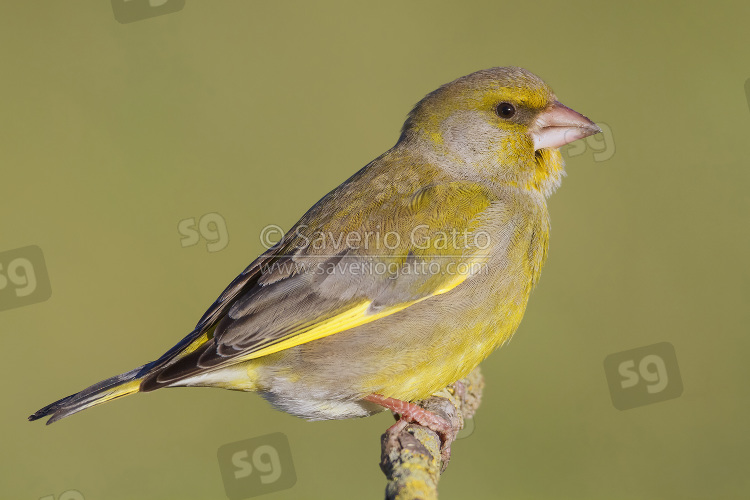 European Greenfinch