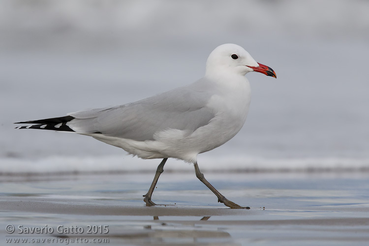 Audouin's Gull