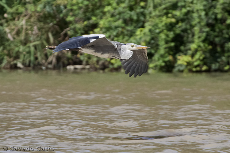 Grey Heron